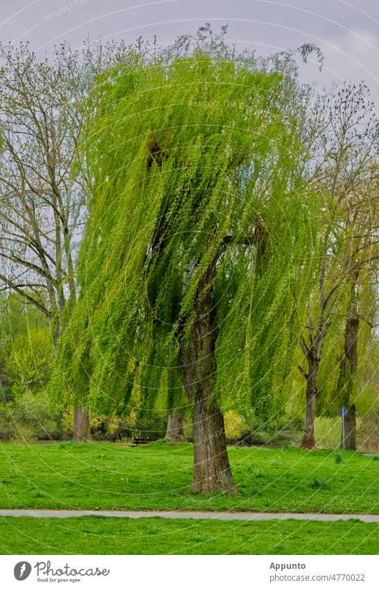 Im Wind zu einer Seite wehende Äste einer einzeln stehenden Trauerweide (wie ein verwehter Haarschopf) Salix Baum Natur Landschaft grün hell Frühling Frisur