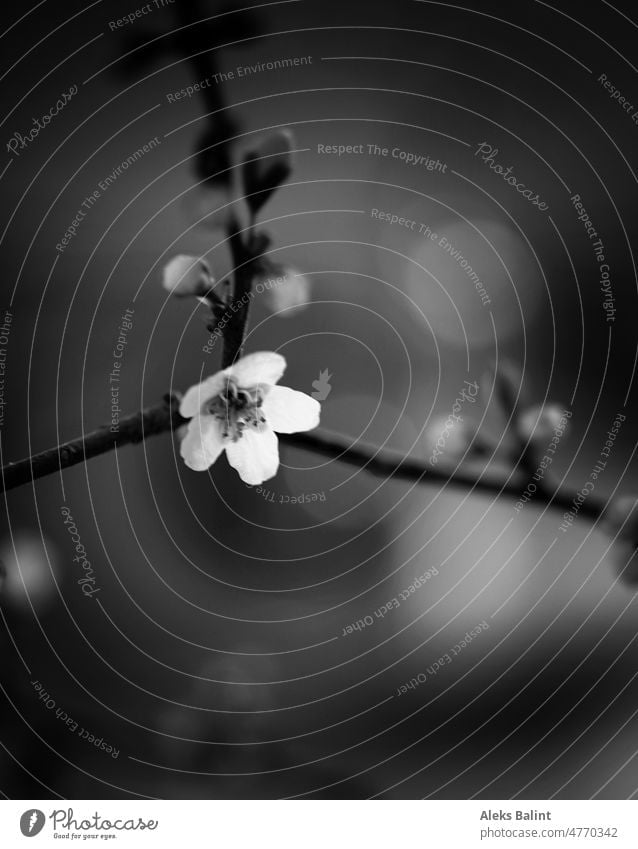 Kleine weiße Blüte an einem Zweig in schwarzweiß mit zartem Bokeh Schwarzweißfoto Zweige u. Äste Außenaufnahme Natur Menschenleer Pflanze Ast Frühling