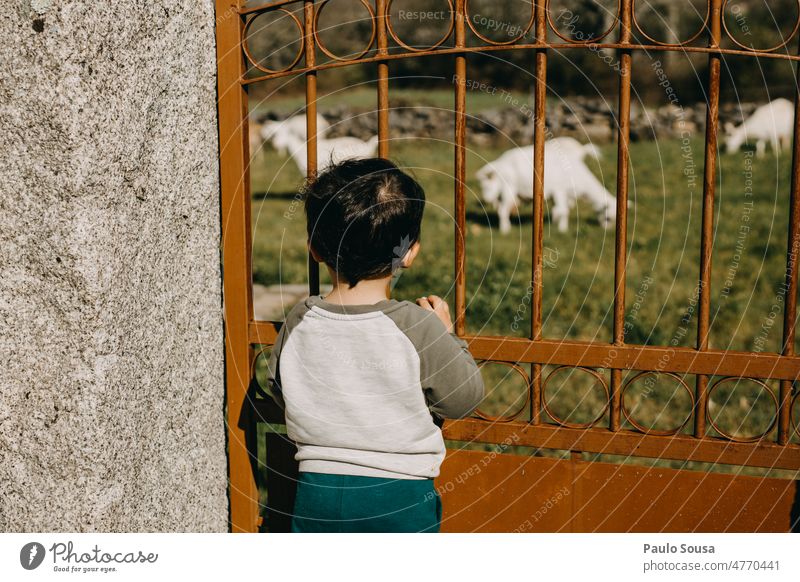 Rückansicht Junge mit Blick auf Ziegen Kind Hausziege Neugier Wegsehen Farbfoto maskulin Mensch Kindheit Außenaufnahme Tag Bauernhof Nutztier reisen erkunden