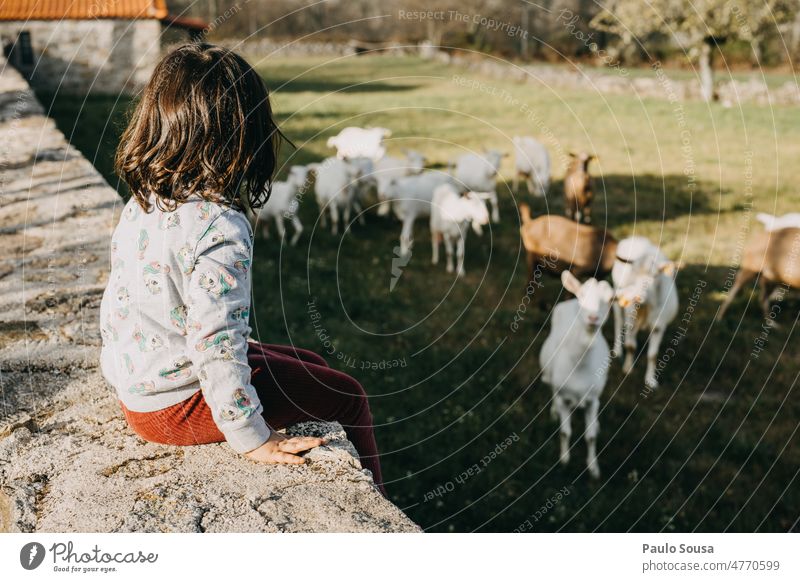 Rückansicht Mädchen mit Blick auf Ziegen eine Person Kind 3-8 Jahre authentisch Hausziege Herde Kindheit Mensch Farbfoto Außenaufnahme Tag Freude Natur