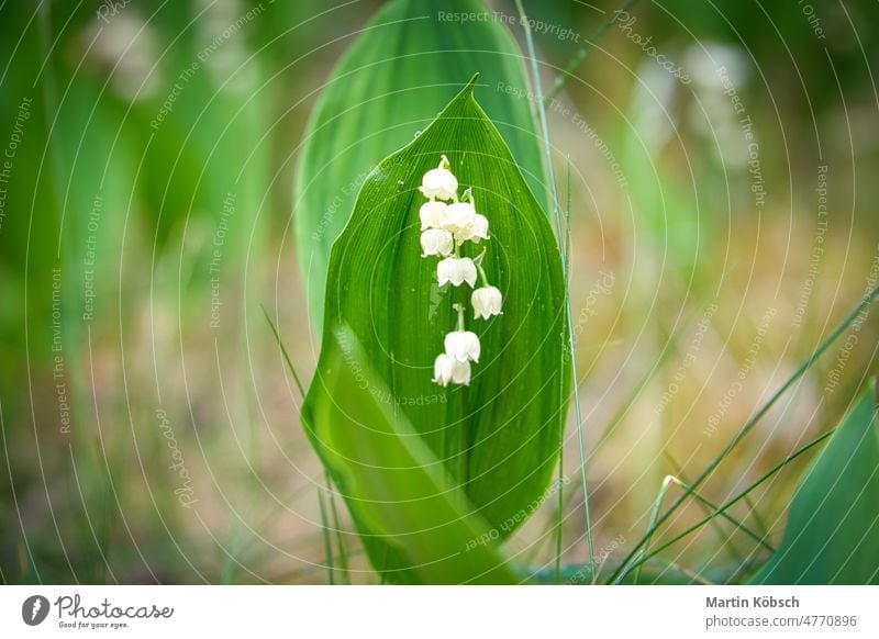 Maiglöckchen auf dem Waldboden. Grüne Blätter, weiße Blüten. Frühblüher Blume Blatt grün Pflanze Sonnenlicht Makro Licht Sonnenstrahlen Ökologie Frühling Natur