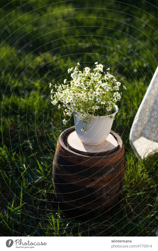 Blumentopf mit Blumen auf einem Holzfass Topf weiß grün Fass Gras Frühling warm Sonne Licht