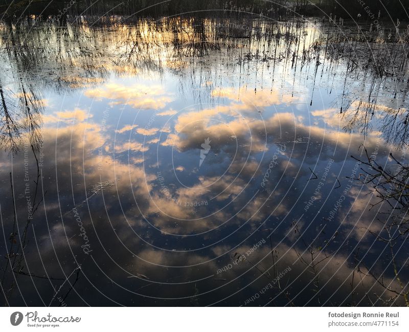 Spiegelung von Wolken und Himmel in einem Teich See Wasser blau Schilfrohr Abendlicht Reflexion ruhig windstill menschenleer Wasseroberfläche Natur Idylle