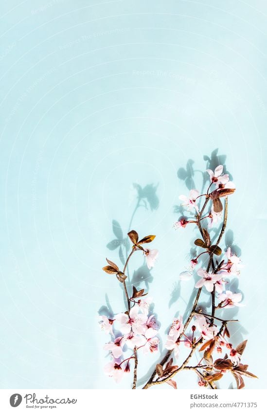 Kirschblütenzweig auf blauem vertikalen Hintergrund. Leerzeichen kopieren Textfreiraum Kirsche Blume Blüte Natur Frühling Blütezeit Blütenblatt Japanisch rosa