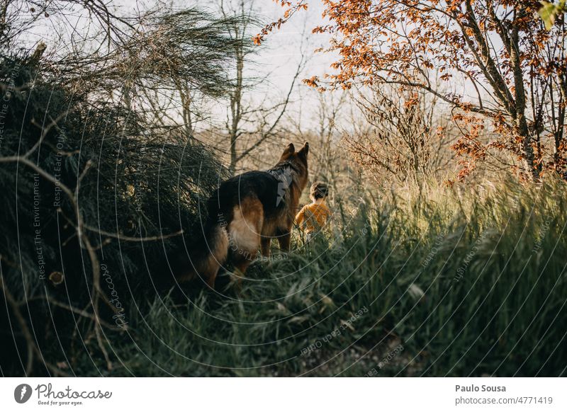 Hund schaut zum Kind Deutscher Schäferhund Haustier Tier Farbfoto Tierporträt Blick beobachten Kindheit Zusammensein Zusammengehörigkeitsgefühl Freundschaft