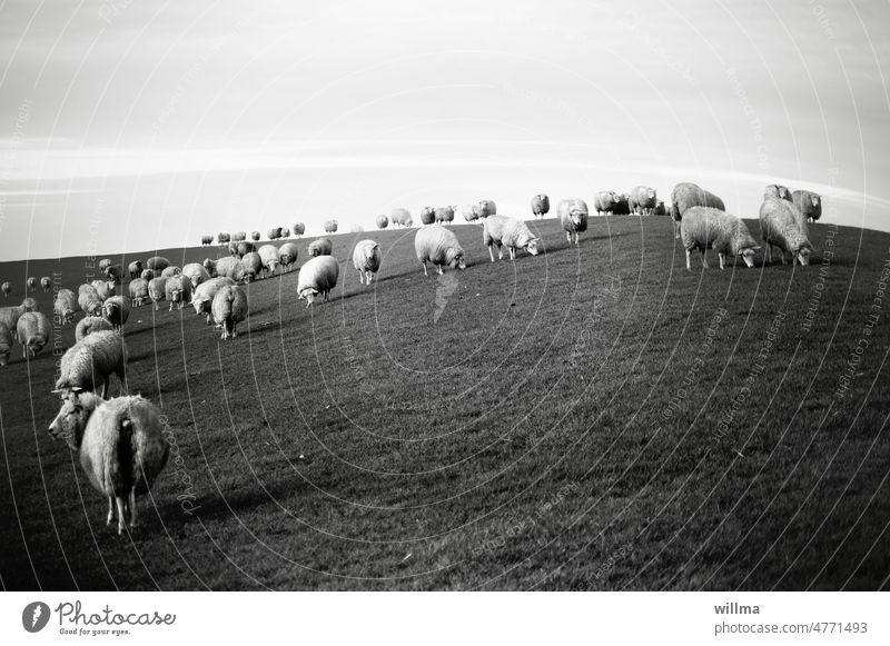 Die friedliche Koexistenz norddeutscher Deichschafe Schafe Herde Schafherde Norden Wiese Nutztier Tiergruppe sw grasen weiden fressen Gras