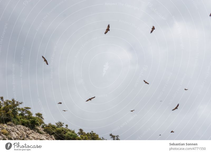 Viele Geier fliegen im wolkenverhangenen grauen Himmel über der Insel Krk, Kroatien Tier Vogel Natur blau Europa griffon natürlich Blick Gefieder Flug Feder