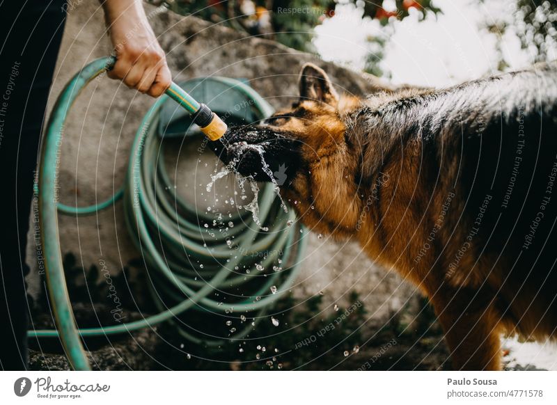 Hund trinkt aus Wasserschlauch Haustier Deutscher Schäferhund Tier Farbfoto Außenaufnahme Fell Tierporträt Natur trinken Schlauch Hundekopf Tag Tierliebe