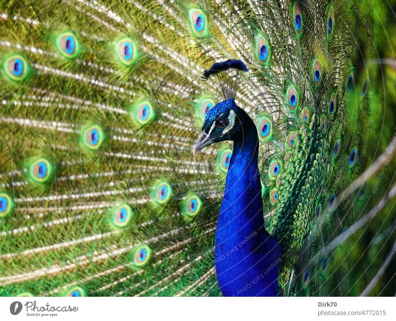 Porträt eines Pfaus beim Radschlagen Pfauenfeder Pfauenfedern Vogel Tierporträt Frühling Frühlingsgefühle Balz posieren posierend schön Stolz stolzieren