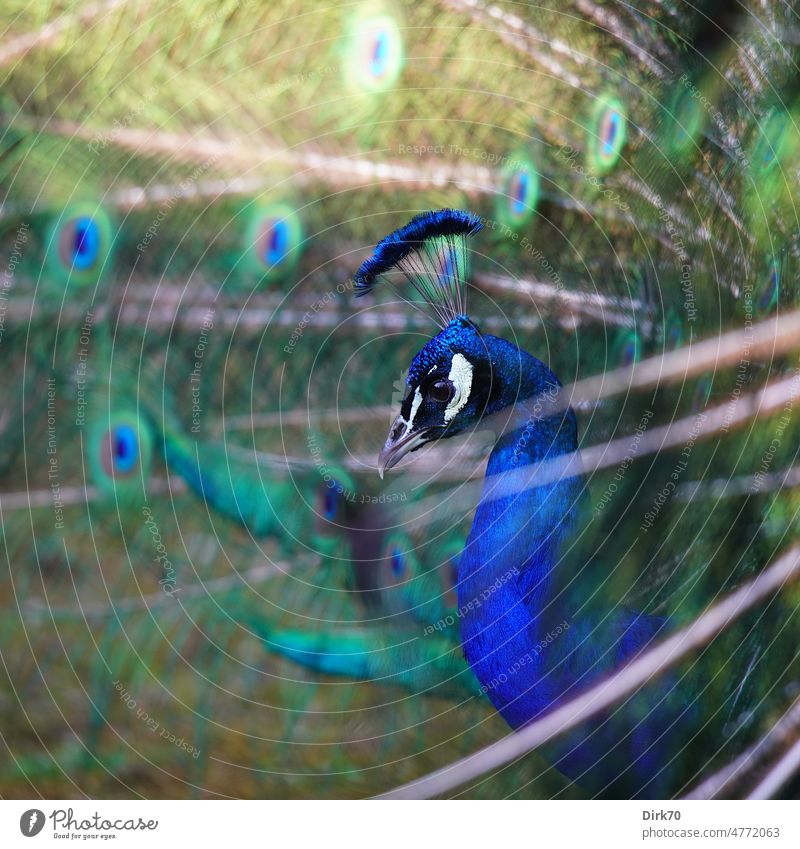 Porträt eines radschlagenden Pfaus Vogel Tierporträt Farbfoto Außenaufnahme schön Feder Pfauenfeder ästhetisch Schnabel Menschenleer 1 Balz eitel Stolz elegant