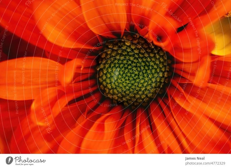 Nahaufnahme eines orangefarbenen Gänseblümchens Frühling natürlich Farbe Blumen pulsierend abstrakt Schönheit Botanik dekorativ rot Wildblume Sommer Makro Flora
