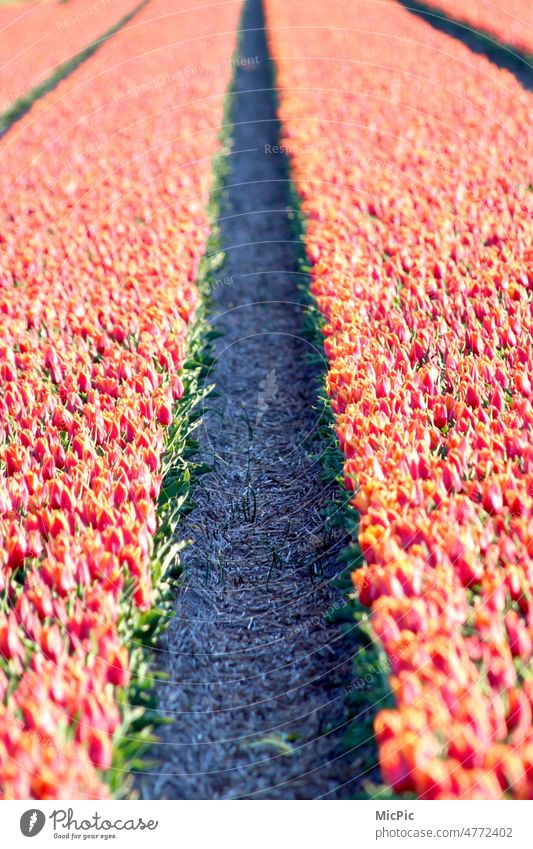 Tulpen Tulpenblüte Felder Blume Blumenfeld Blüte Frühling Frühlingsgefühle Natur Farbfoto schön Blühend Rot gelb orange Pflanze Ostern Tag morgens