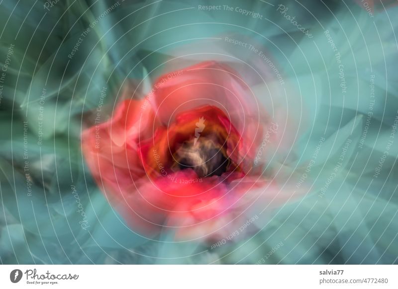 im Rausch der Sinne Blume Blüte abstrakt Zoomeffekt rot Natur Frühling Nahaufnahme Dekoration & Verzierung Blühend Sinnestäuschung mehrfachbelichtung Pflanze