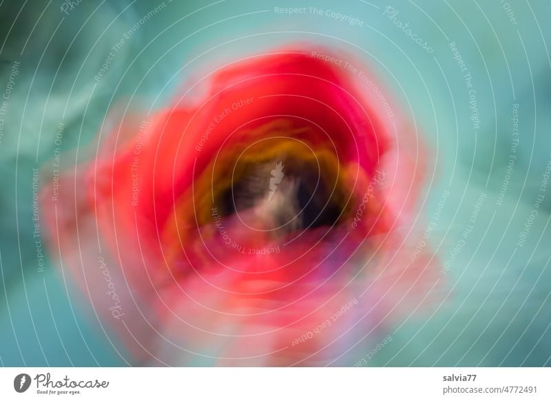 Tulpen-Zoom Blüte abstrakt Kunst Zoom-Effekt Rausch Unschärfe Bewegungsunschärfe Muster Hintergrund Experiment Farbfoto Menschenleer Langzeitbelichtung