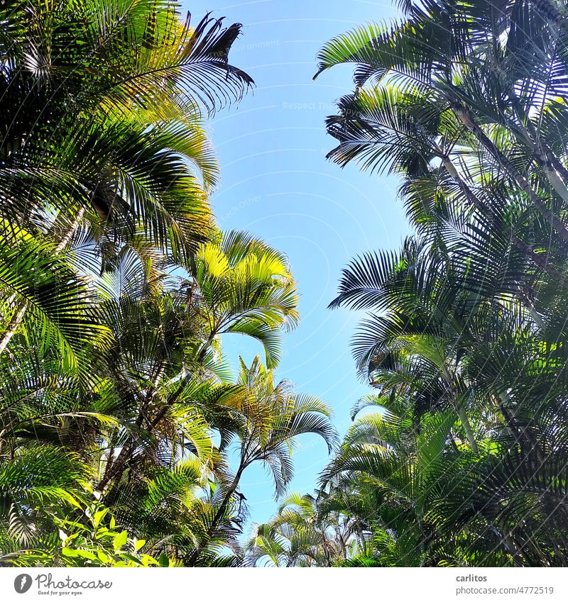Paradies | Unter grünem Blätterdach die Seele baumeln lassen Himmel Blau Palmen Grün Froschperspektive Pause Urlaub Träumen Ferien & Urlaub & Reisen Sommer