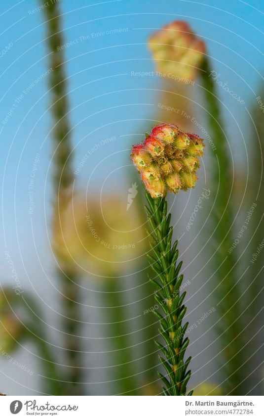 Erica cerinthoides, Feuerheide, ein Endemit aus Südafrika Pflanze Strauch Blüte Blütenstand Heidekrautgewächse Ericaceae endemisch rotblütig nicht frosthart