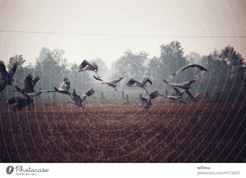 Panik überm Stoppelfeld Kraniche fliegen Schwarm aufsteigen aufscheuchen aufgescheucht herbstlich Herbst Oktober Zugvögel Feld Futtersuche Vogelschwarm