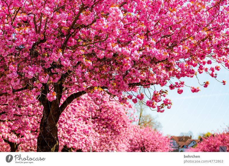 bämm Blühend blütenpracht Pracht prachtvoll Zierkirsche Kirsche rosa Garten Blütenblätter Blütenblatt Natur Sonne Blume blühen Duft sommerlich zart Leichtigkeit