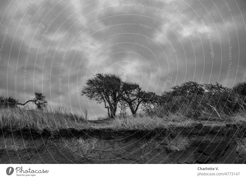 Abbruchkante | Jenseits von Afrika - an der Ostseeküste Bäume Baum Natur Landschaft Außenaufnahme Menschenleer Umwelt Himmel Tag dramatisch windschief