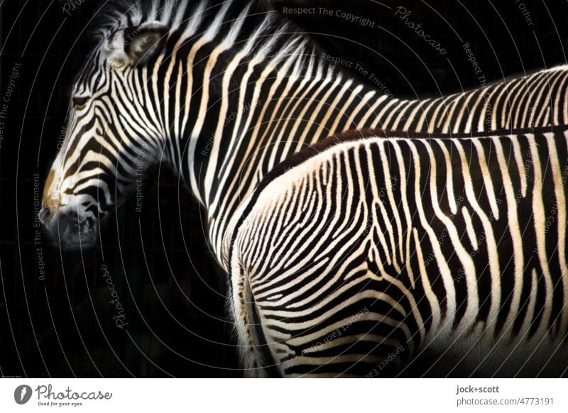 Zebra zu zwei 2 Tierpaar Streifen Inspiration Sinnestäuschung nebeneinander Muster Detailaufnahme abstrakt Silhouette Strukturen & Formen Zebrastreifen