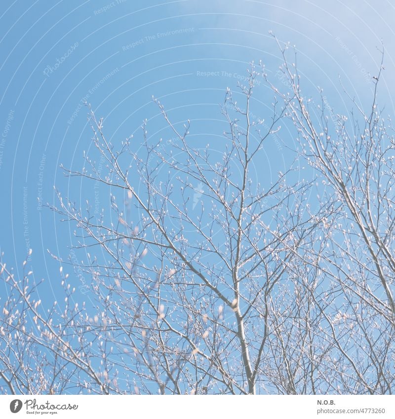 Knospen an Zweigen gegen den blauen Himmel Wolkenloser Himmel Blauer Himmel Menschenleer Außenaufnahme Farbfoto Schönes Wetter Tag Textfreiraum oben Natur Baum