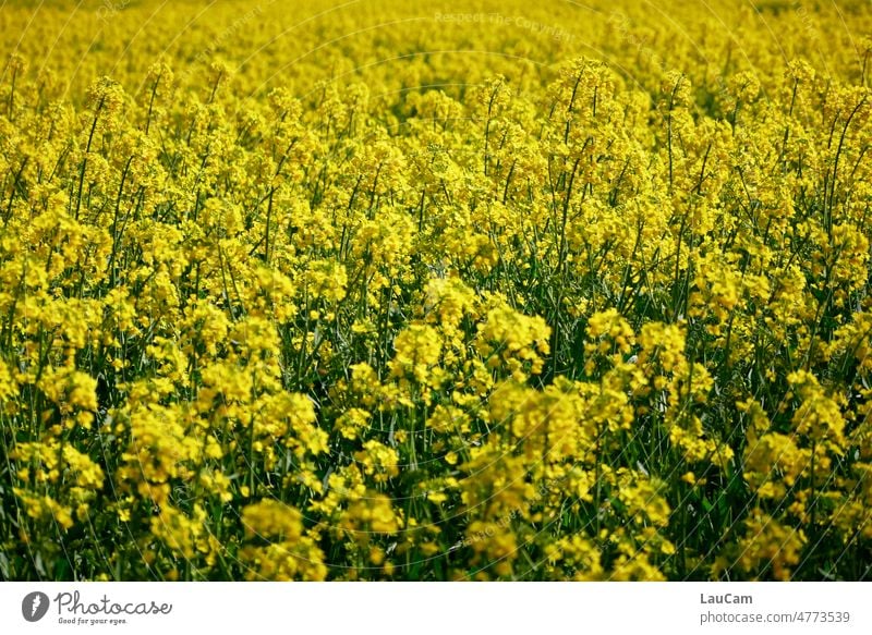 Fields of Gold - strahlend gelbes Rapsfeld im April Frühling blühen Blüten Landwirtschaft Nutzpflanze Rapsblüte Pflanze Natur Blühend Rapsanbau Feld