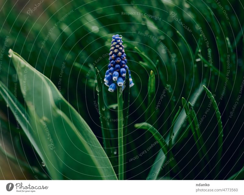 Blaue Muscari-Blume oder Maushyazinthe, Nahaufnahme Frühling Blütezeit Überstrahlung blau Botanik Flora geblümt Garten Traube grün Hyazinthe Traubenhyazinthe
