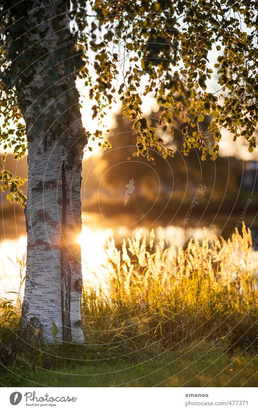 Schwedenbirke Ferien & Urlaub & Reisen Tourismus Natur Landschaft Pflanze Wasser Sonne Sommer Wärme Baum Gras Blatt Feld Seeufer Bucht gelb gold Birke Baumrinde