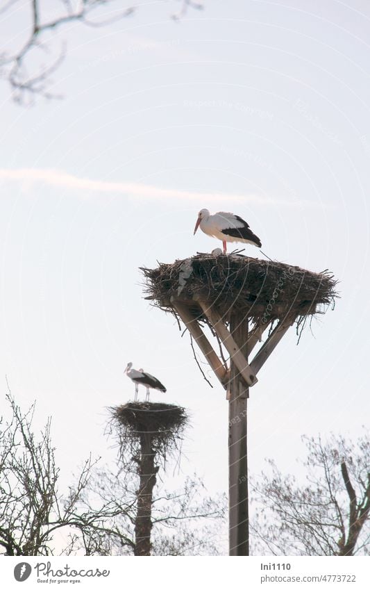 am Dümmer sind die Weißstörche aus dem Winterquartier zurück Frühjahr Vogel Zugvogel Naturschutz Tierliebe Weißstorchschutz Bestandserhaltung Storchennest