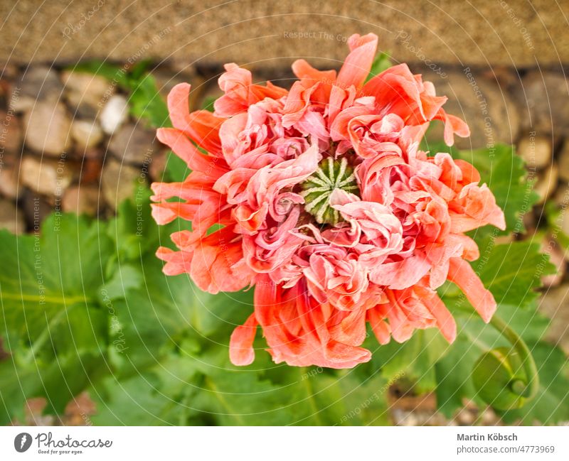 Mohnblume in Großaufnahme. Filigrane Blütenblätter in Rosa mit grünen Blättern im Hintergrund. Klatschmohn Wiese Papaver rhoeas rot Balkonpflanzen Blume