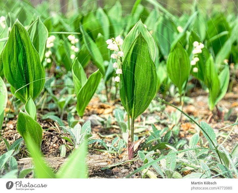 Maiglöckchen auf dem Waldboden. Grüne Blätter, weiße Blüten. Frühblüher Blume Blatt grün Pflanze Sonnenlicht Makro Licht Sonnenstrahlen Ökologie Frühling Natur