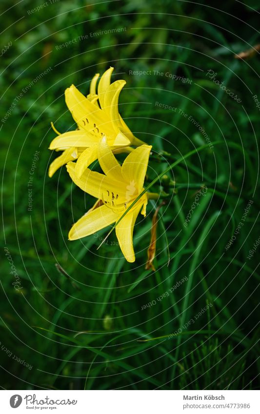 prächtige gelbe Lilie mit schönem Bokeh. Grüne Blätter vervollständigen die Farbharmonie. Blume Flora Natur Botanik Schönheit romantisch Park Frühlingsblume