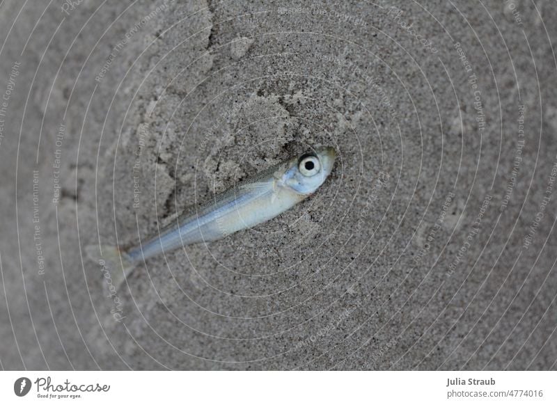 kleiner schimmernder Fisch mit großen Augen angespült am Strand fischlein Sand Sandstrand gestrandet Tod augen auf Natur Umweltschutz Klimawandel