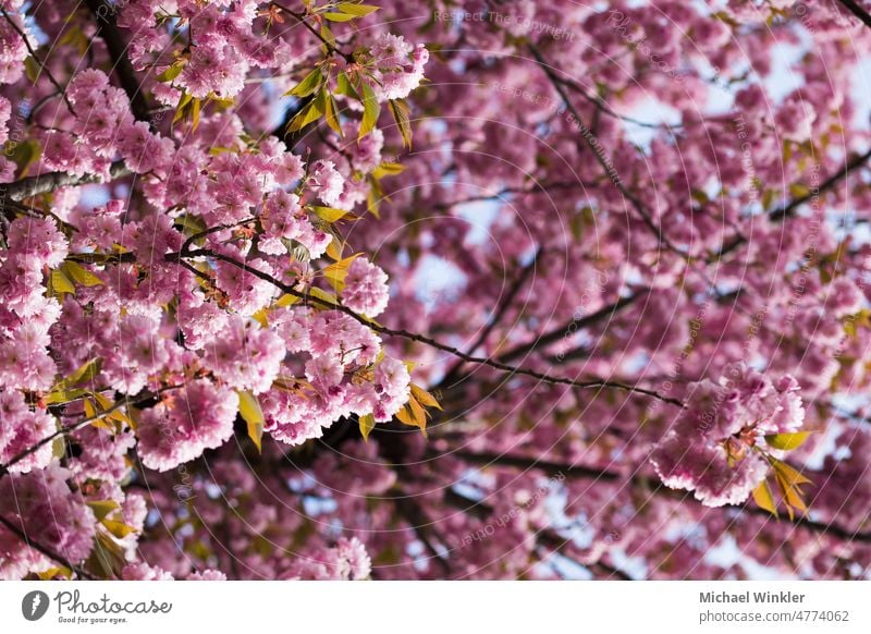 Kirschblüte, Sakura, japanischer Kirschbaum Österreich April schön Blütezeit Überstrahlung Ast Blütenknospen Kirsche Kirschblüten kultiviert Eleganz Flora