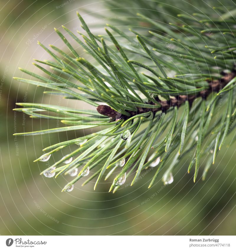 Waldkiefer bei Regenwetter Föhre Kiefer Nadelbaum Baum Pflanze glitzern grün schwache Tiefenschärfe Außenaufnahme Umwelt Umweltschutz Klima Natur