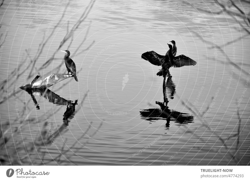 Drei Kormorane sitzen auf Ästen im See, zwei Vögel(n), ein dritter sieht schamhaft weg drei Kormorane Wasservögel auf dem See Natur vögeln wegsehen s/w