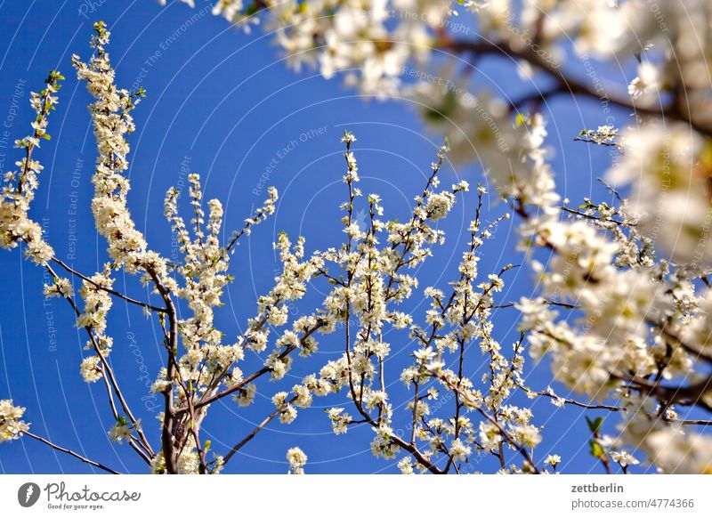 KIrschblüten ast baum erholung erwachen frühjahr frühling frühlingserwachen garten himmel kleingarten kleingartenkolonie knospe menschenleer natur pflanze