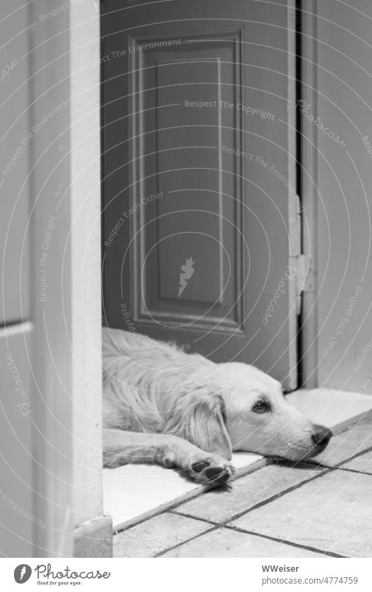 Weißer Hund auf weißem Grund: an der Schwelle zum verbotenen Reich der Küche Schnauze liegen Tier Haustier warten Tür offen Zuhause häuslich hungrig Futter