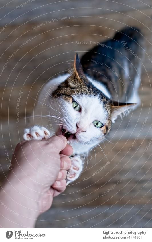 Tierhalter füttert eine verspielte getigerte Katze mit Leckereien. Persönliche Perspektive. hungrig heimisch erreichend Offener Mund Grimassen schneiden