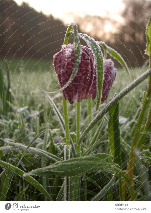 frühlingserwachen Schachbrettblume Blume Sonnenaufgang Tau Frühling Wiese Gras Eiskristall Frost