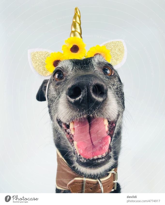 ein Einhornhund Greyhound Hund Haustier Porträt Tierporträt Blick Nahaufnahme Tiergesicht Blick in die Kamera niedlich Schnauze 1 Tierliebe Menschenleer