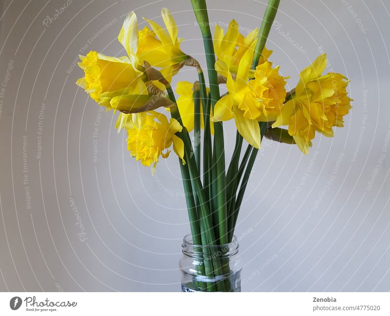 Ein Strauß selbstgezogener Narzissen in einem Glas auf neutralem Hintergrund schön Schönheit Blüte Blumenstrauß hell Haufen Krebs Kopie elegant geblümt frisch
