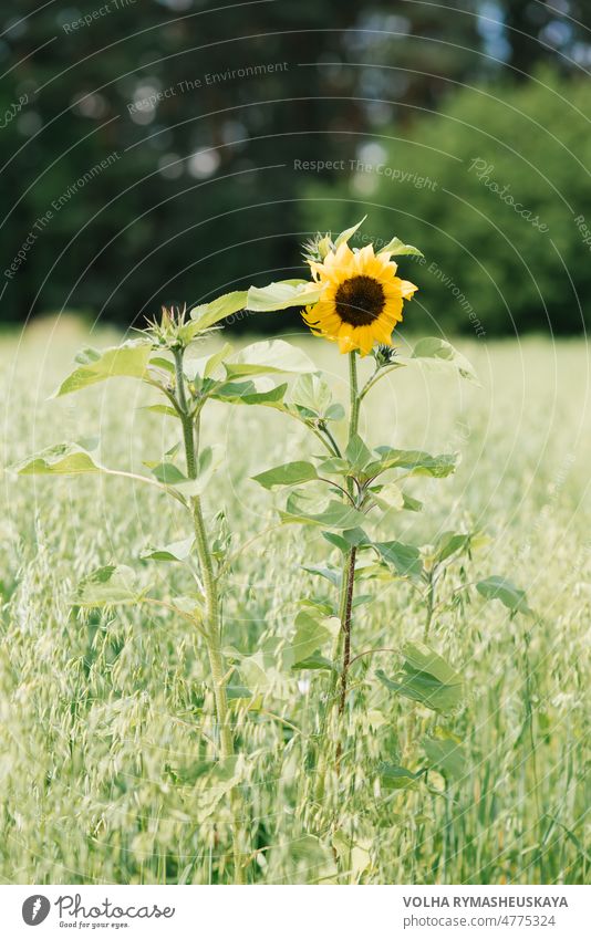 Eine einsame Ziersonnenblume auf einem Feld wächst im Sommer Gartenarbeit Sonnenblume dekorativ Blume grün gelb Pflanze Bett Sommerzeit ländlich Schönheit hell