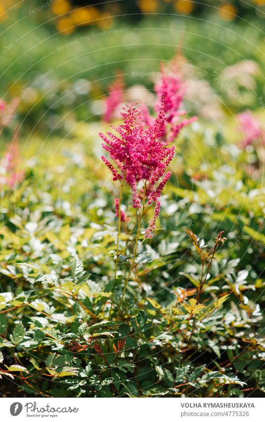 Astilbe arendsii rosa Blüten im Sommergarten. Saisonale Gartenarbeit. Blume Pflanze Natur Schönheit geblümt grün Blatt Hintergrund schön Park Farben farbenfroh