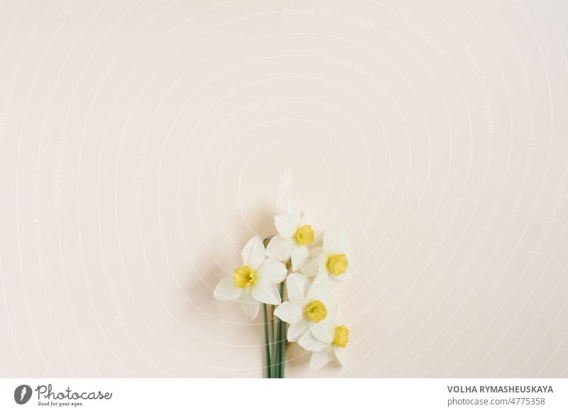 Schöne frische Narzissen auf beigem Hintergrund in der Draufsicht. Ein ungewöhnliches Frühlingsbild mit weißen und gelben Blumen mit Kopierraum und flachem Layout. Blumengrußkarte