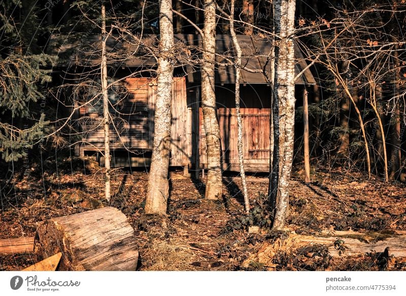 wald | versteck Wald Bäume Versteck Hütte Holzhütte versteckt Tarnung Landschaft Umwelt Birke Sonnenlicht Sonnenuntergang warm Idylle ruhig