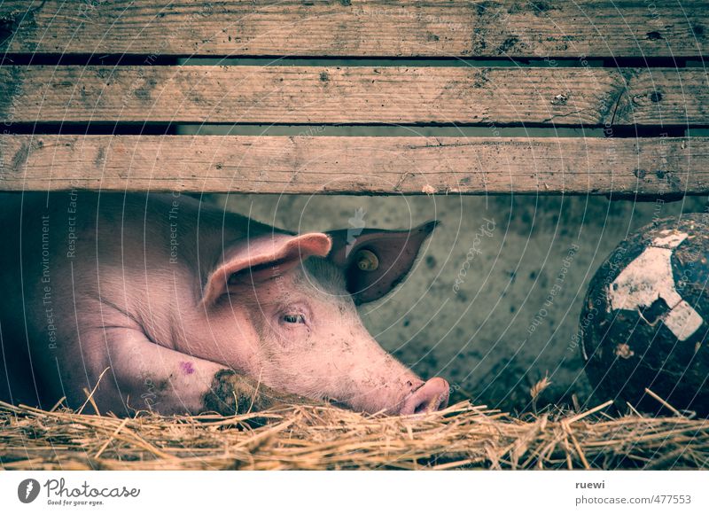 Träges Schwein und Fußball auf dem Stallboden Lebensmittel Fleisch Wurstwaren Ernährung Ferien & Urlaub & Reisen Tourismus Sport Landwirtschaft Forstwirtschaft