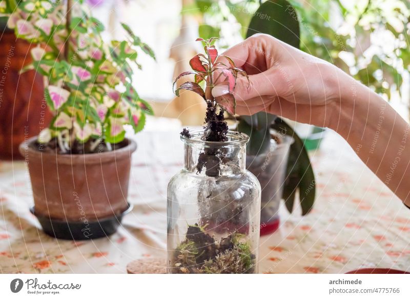 Frau pflanzt eine schöne Pflanze zu Hause Botanik Fittonia geblümt Garten Gartenarbeit Hand Hobby heimwärts Zimmerpflanze Blatt Lifestyle Natur Bepflanzung Topf