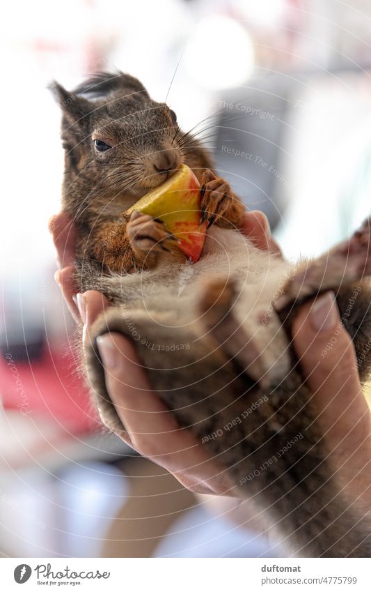 Am Apfel knabberndes Eichhörnchen wird auf Händen getragen Eichörnchen Tier klein Nager niedlich Hand Haustier Neugier Fell Nagetiere winzig Säugetier Vorsicht