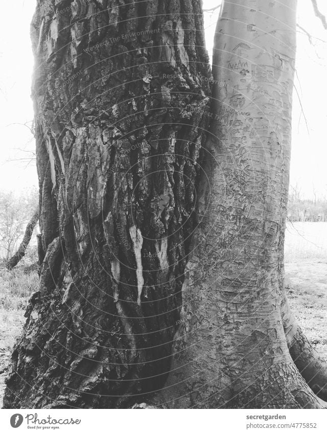 Naturliebe (Gegensätze siehen sich doch an) Baum Naturerlebnis Naturwunder Wunder Liebe zärtlich gemeinsam eng kuscheln Schwarzweißfoto Anziehungskraft